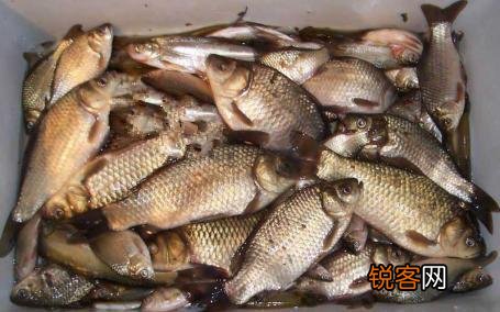 大蒜可以钓鱼吗？