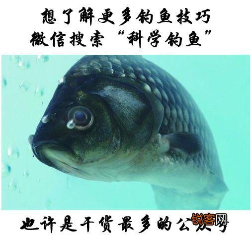 大蒜可以钓鱼吗？