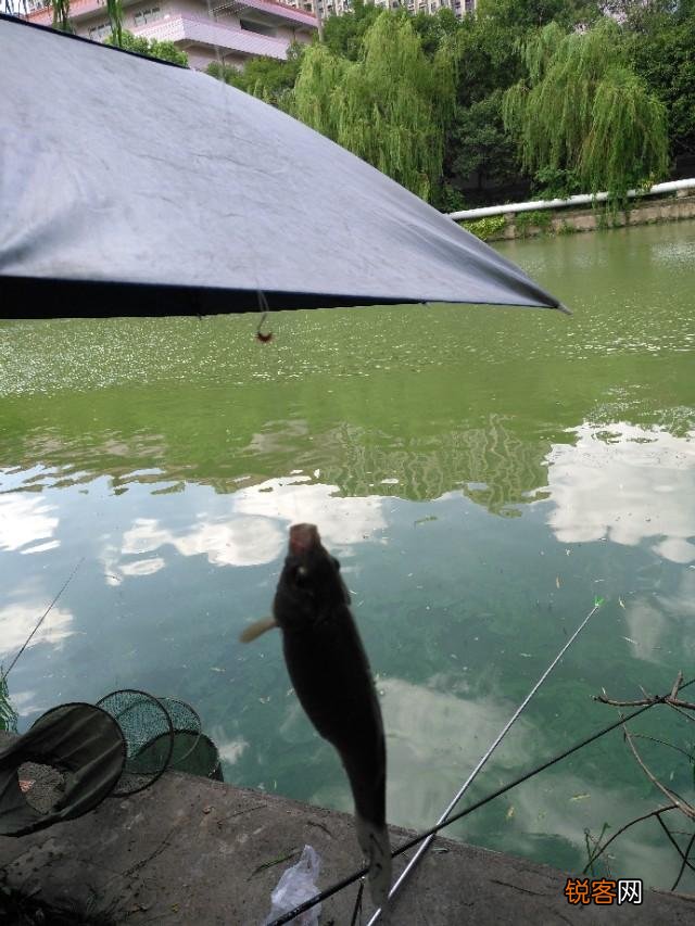 大蒜可以钓鱼吗？