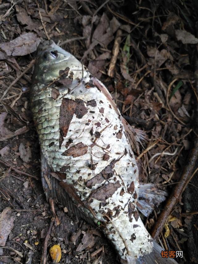 大蒜可以钓鱼吗？