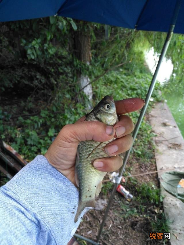 大蒜可以钓鱼吗？