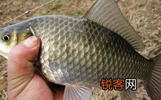 大蒜可以钓鱼吗？