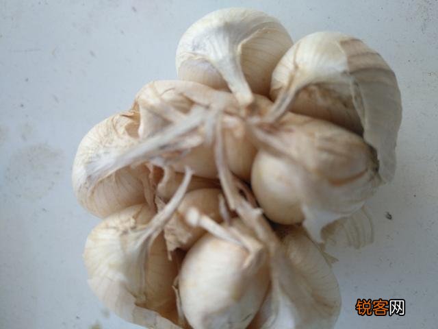 大蒜可以钓鱼吗？