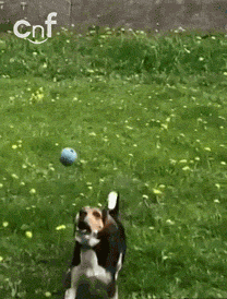 大家手机里都有哪些超级搞笑的动图分享？