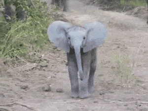 大家手机里都有哪些超级搞笑的动图分享？