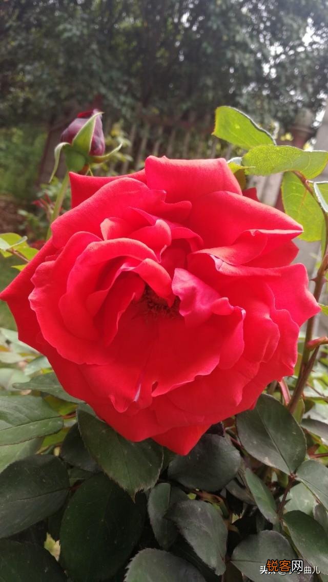 请大家科普一下,什么是vlog？该怎样做？