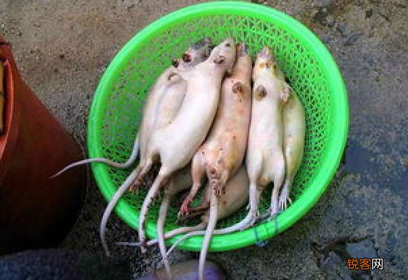 地羊肉是老鼠肉吗
