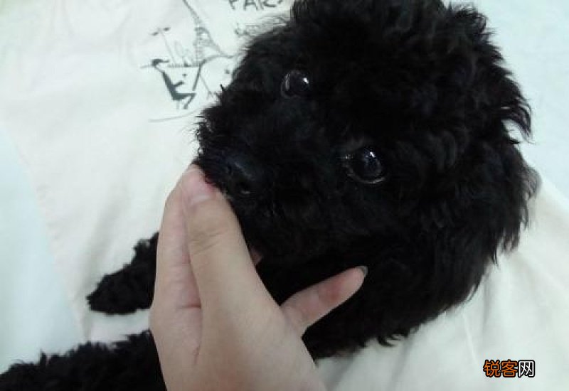 黑色指甲的狗狗怎么看血线