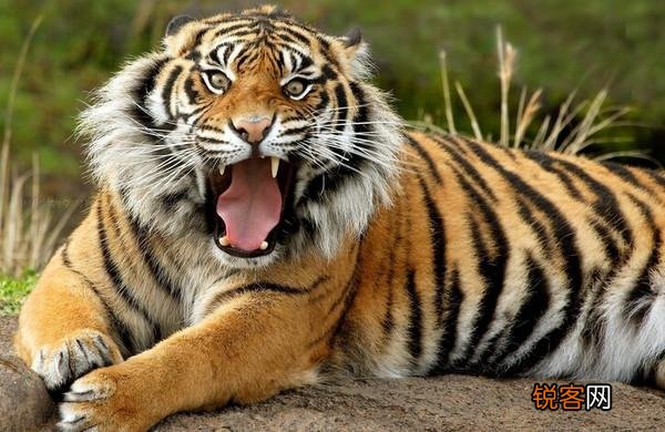 燕青会赤手空拳打死一只老虎吗？为何？