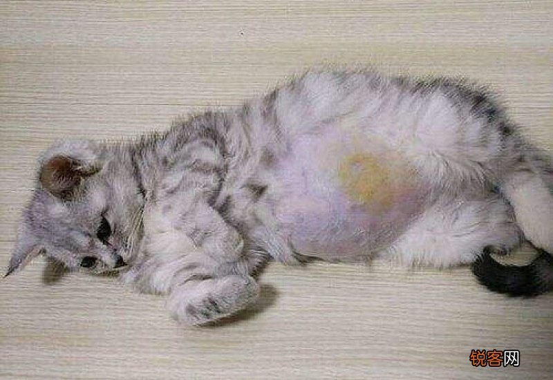 猫得传腹概率高不高