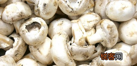 预防蘑菇毒吃出鲜美味