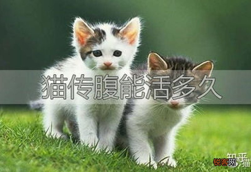 猫得传腹后能活多久