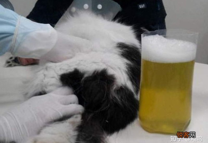 猫传腹干性和湿性哪个严重