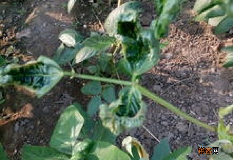 新生的豆角叶卷曲怎么治