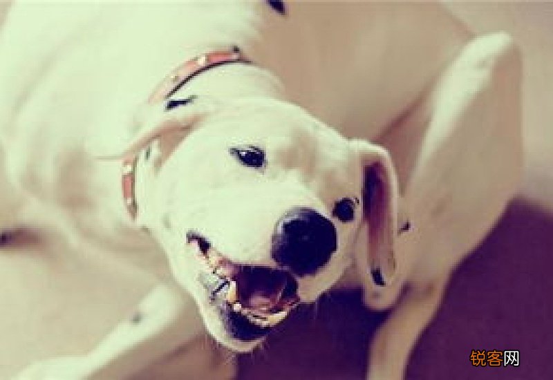 孕妇梦见狗生小狗是什么意思 孕妇梦到狗生小狗是什么意思