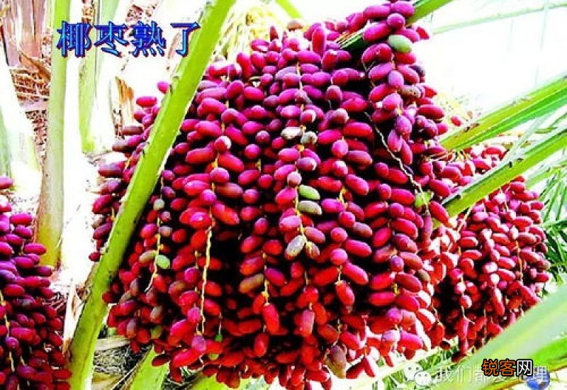 椰枣是什么 椰枣有什么功效
