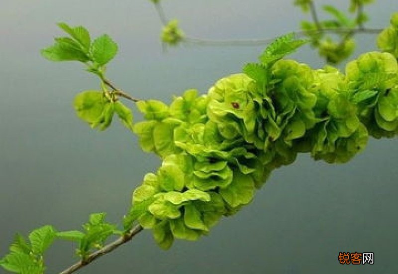 榆钱可以吃吗？榆钱的功效与作用