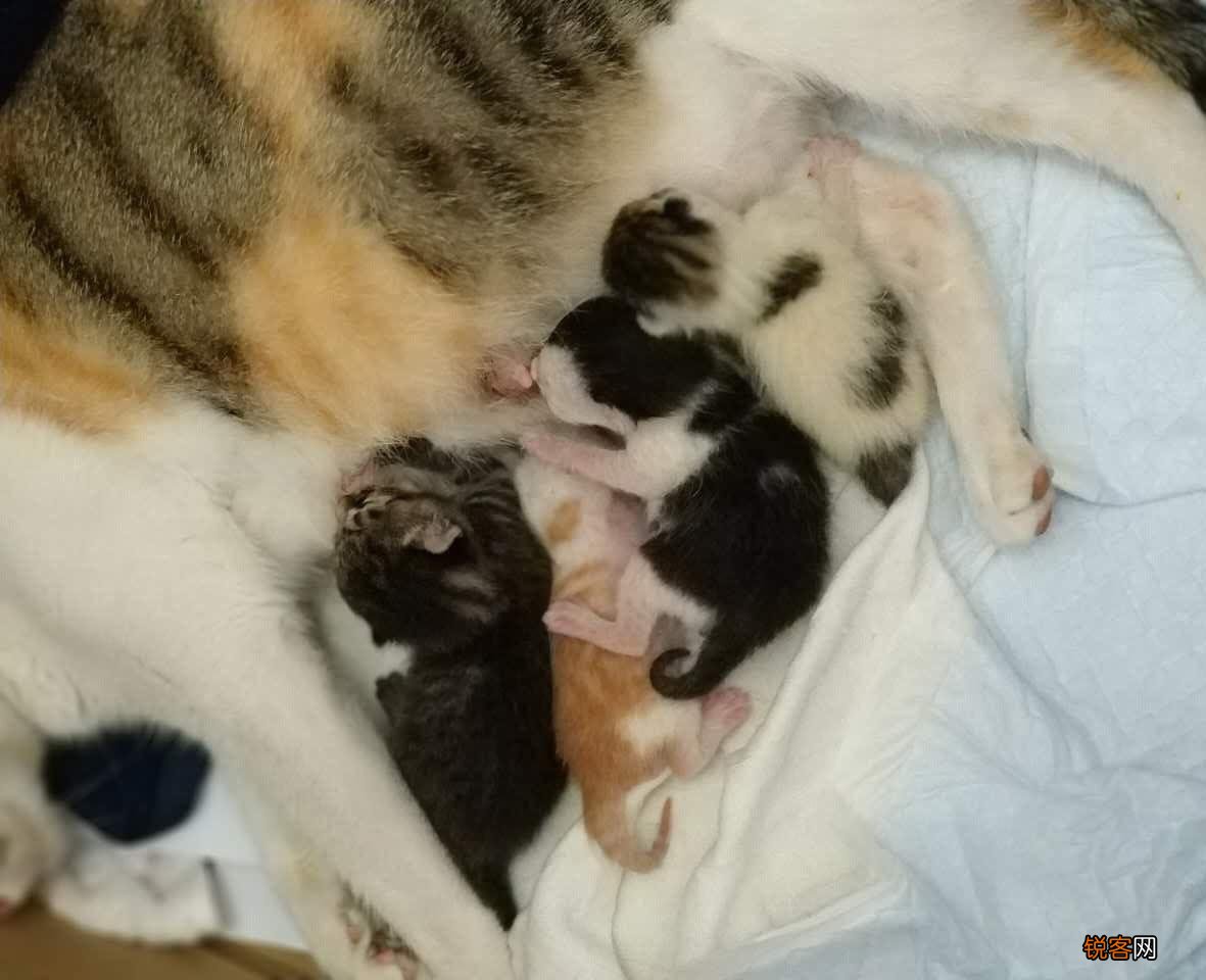 为何要吃掉新郎官 世界上最恐怖的螳螂