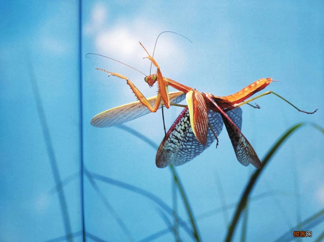 为何要吃掉新郎官 世界上最恐怖的螳螂