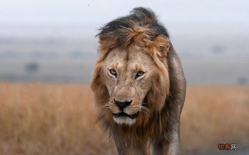 为何要吃掉新郎官 世界上最恐怖的螳螂