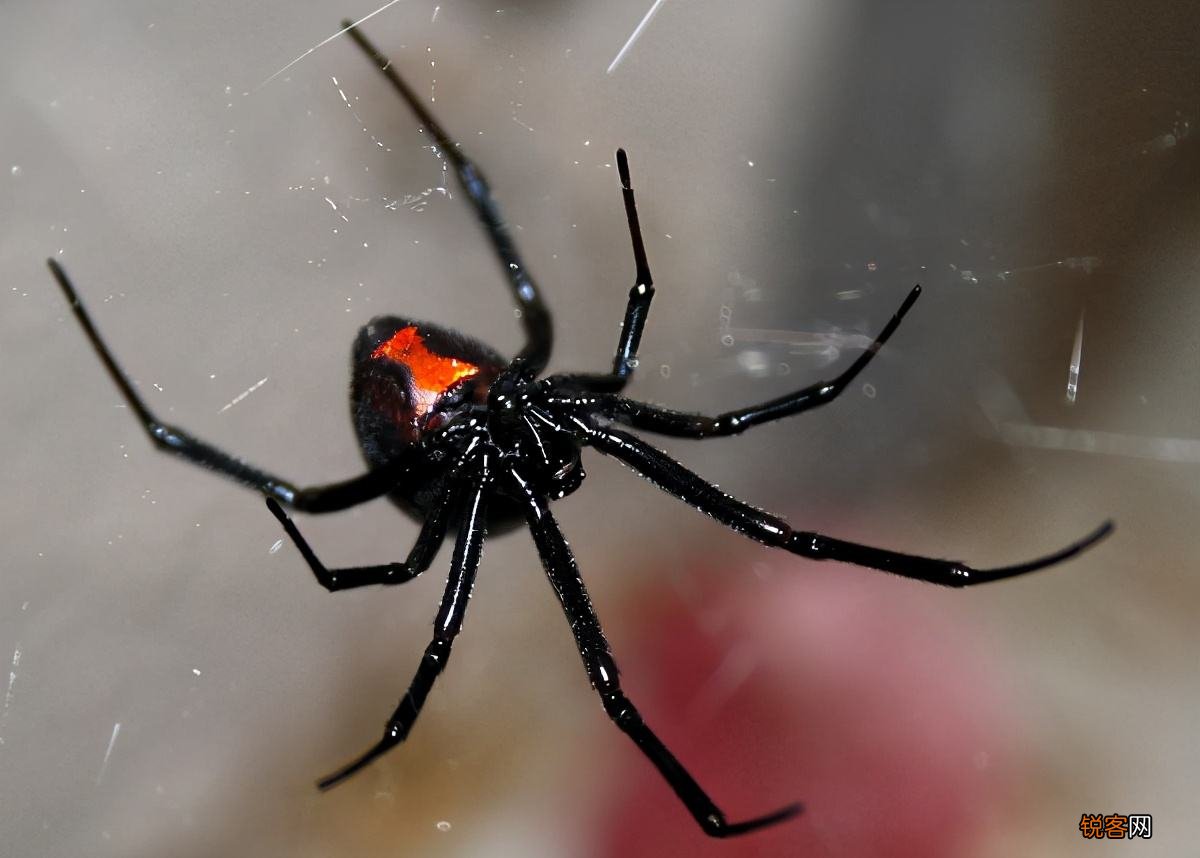 为何要吃掉新郎官 世界上最恐怖的螳螂