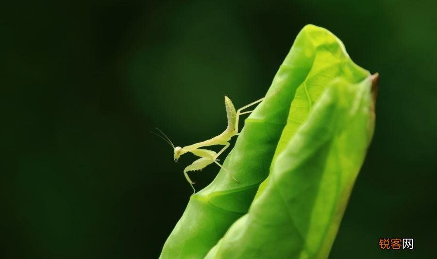 为何要吃掉新郎官 世界上最恐怖的螳螂