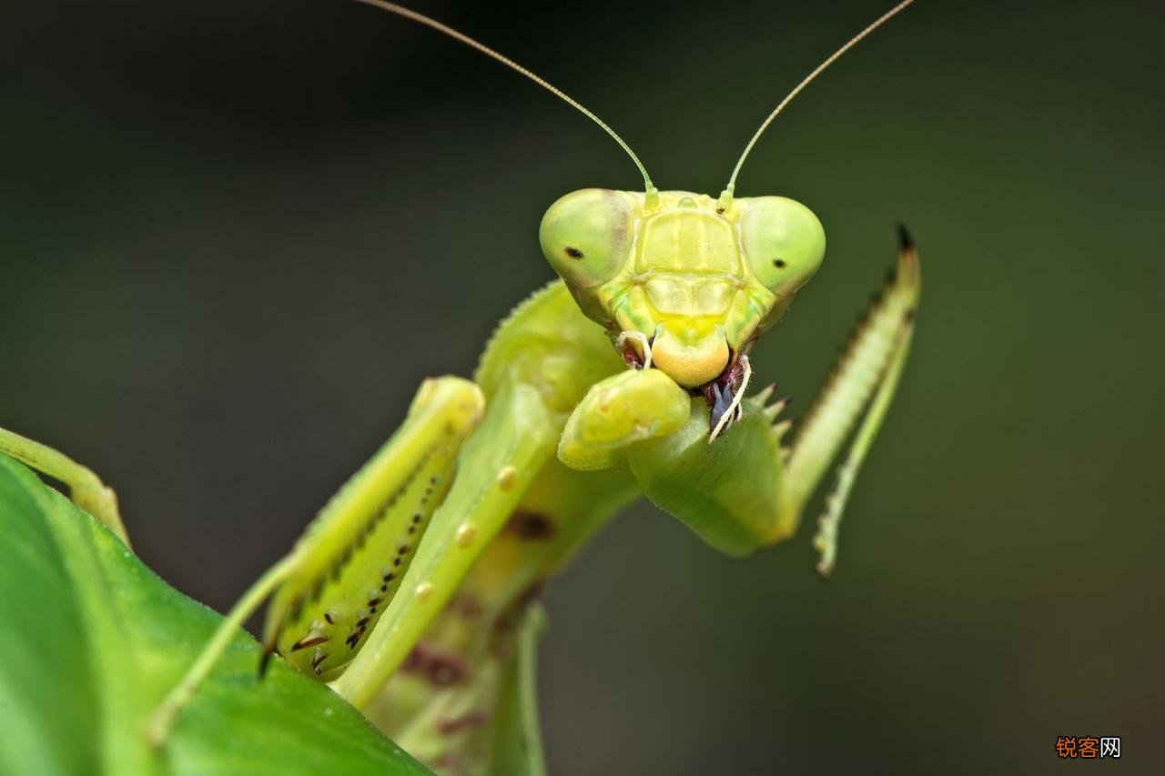 为何要吃掉新郎官 世界上最恐怖的螳螂