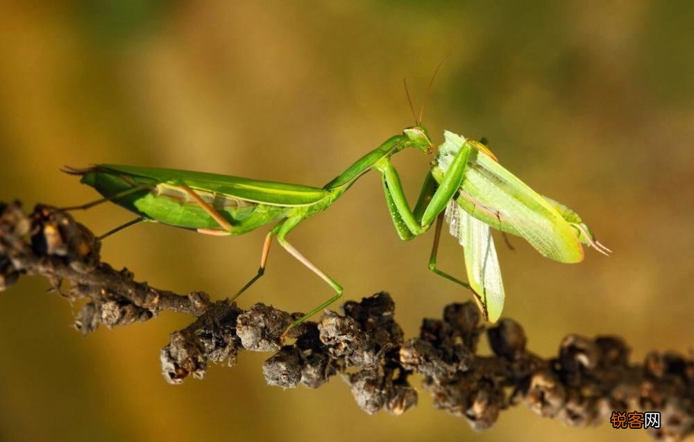 为何要吃掉新郎官 世界上最恐怖的螳螂