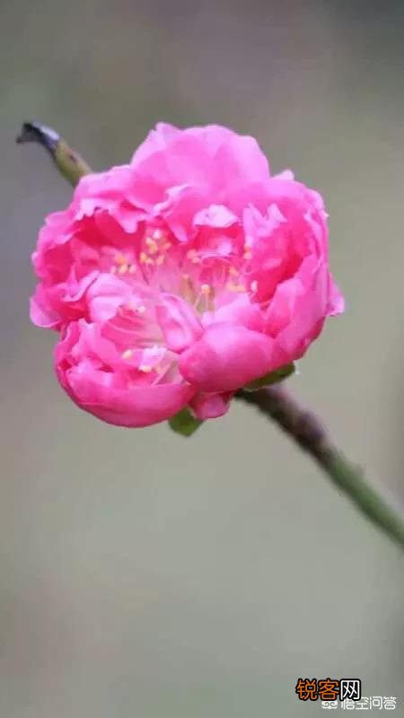 女生素颜的时候适合涂哪些口红？