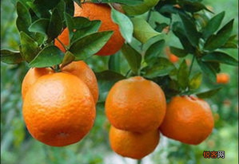 柑橘小苗的修剪方法 柑橘小苗的修剪方法图解