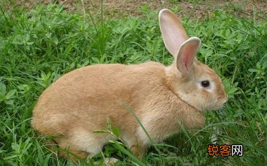 太行山兔多少钱能够买到？ 太行山兔多少钱能够买到一只