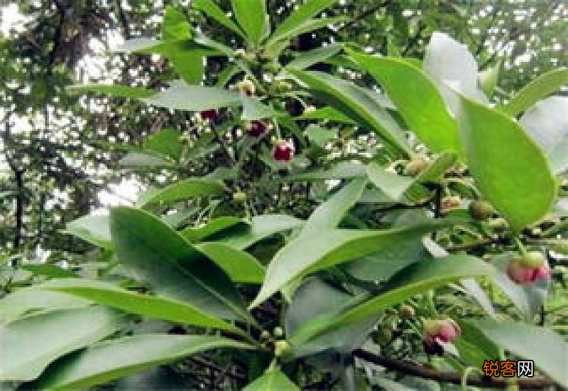 八角最佳种植方法 八角怎样种植技术