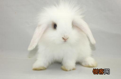 西施兔的产地是哪里？西施兔的兔笼怎么设计？