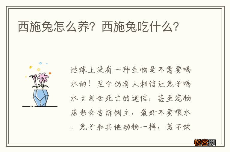 西施兔怎么养？西施兔吃什么？