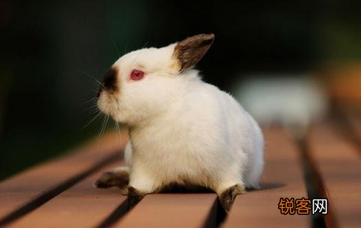 喜马拉雅兔产地和体型特征 兔子的体型特征