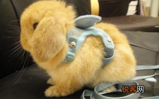 英国短毛垂耳兔多少钱一只 英国垂耳兔的价格如何？