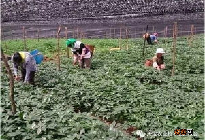 家庭三七种植方法