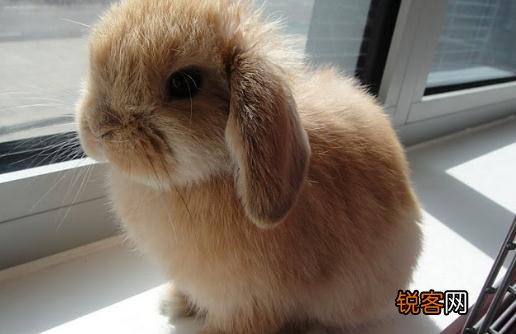 英国垂耳兔的体型特征是怎样的？