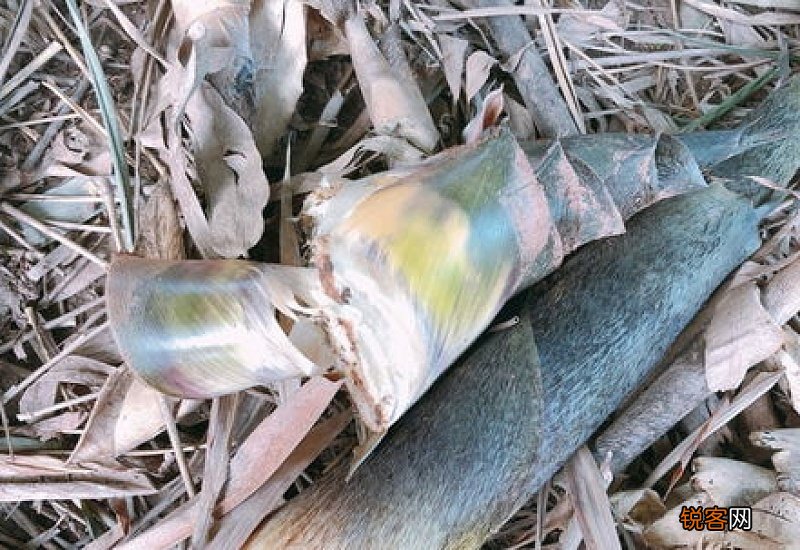 新竹荪还要焯水吗