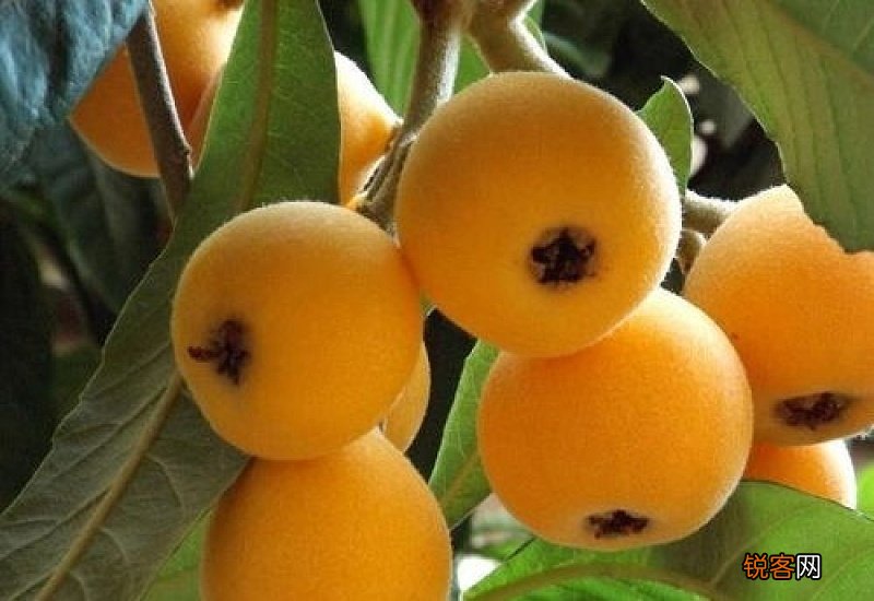 枇杷果怎么熬水治咳嗽