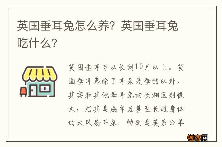 英国垂耳兔怎么养？英国垂耳兔吃什么？