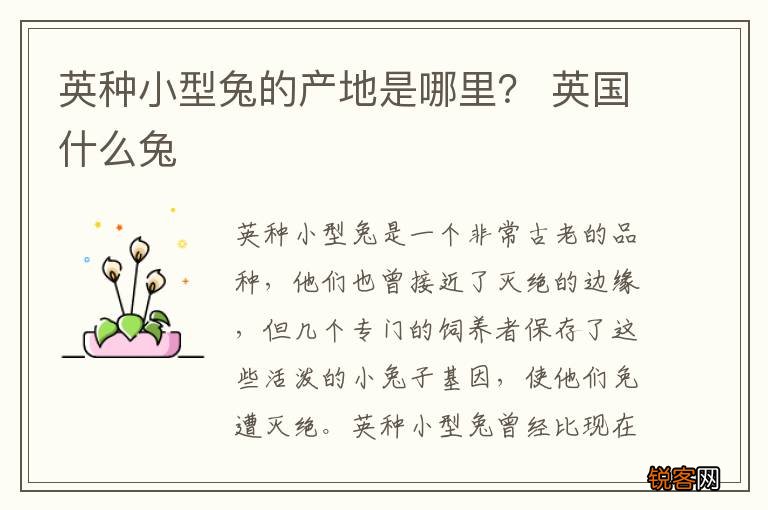 英种小型兔的产地是哪里？ 英国什么兔