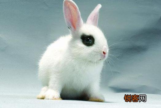 英种小型兔怎么养？给英种小型兔吃什么好？