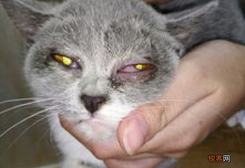 小猫眼睛流眼泪怎么回事