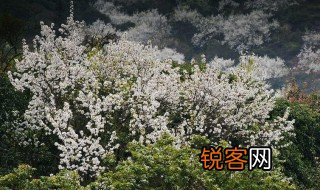 忽如一夜春风来千树万树梨花开的含义和出处 忽如一夜春风来千树万树梨花开原文介绍