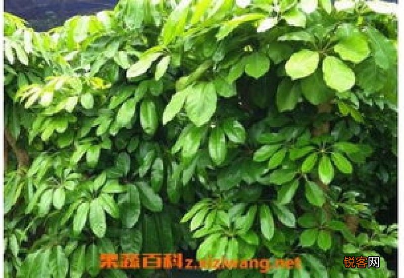 黄金大叶茶是什么茶 大叶黄金榕的养殖方法和注意事项