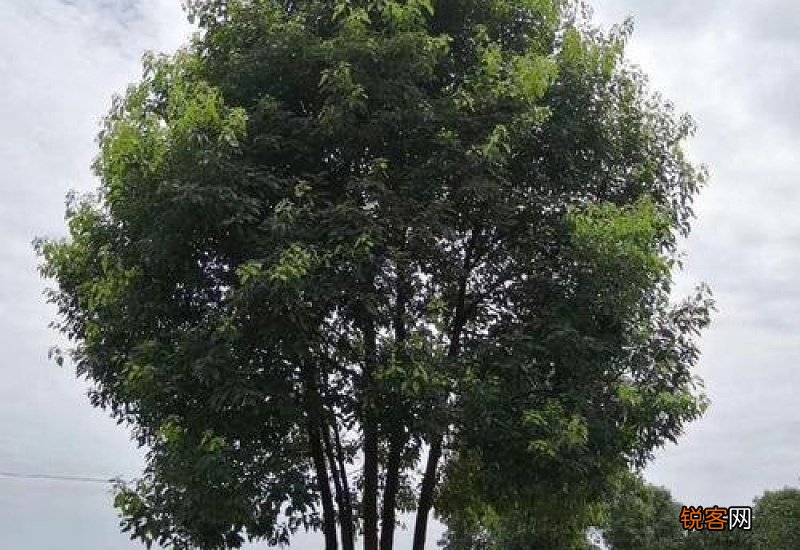 香樟树种的培植方法