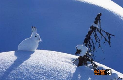 雪兔的形态特征和生活习性，家兔的形态结构和生理特点