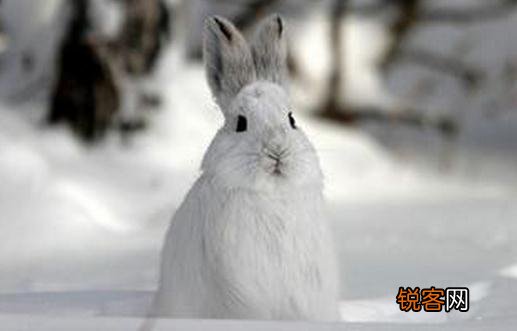 雪兔是什么？雪兔的简介 雪兔全名叫啥