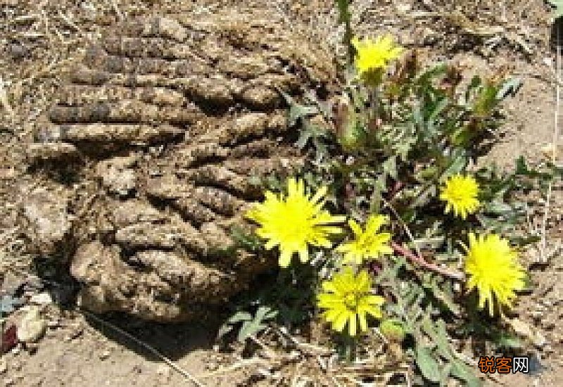 牛粪养长寿花的正确方法 牛粪养花好吗?